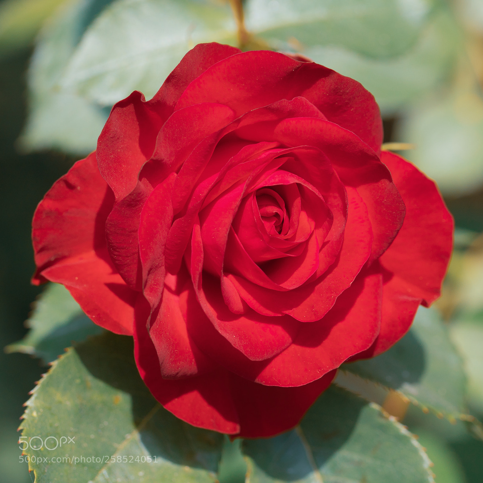 Canon EOS 6D Mark II sample photo. Rose photography