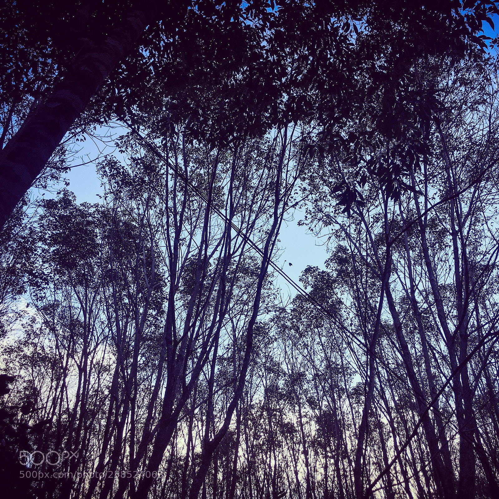 Apple iPhone 6s sample photo. Some trees photography