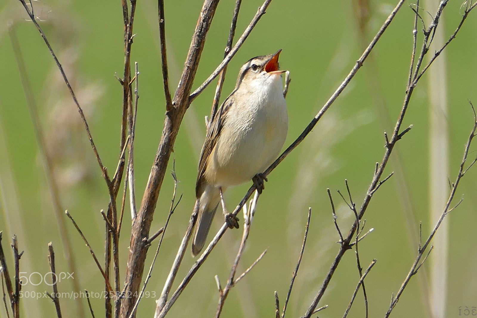 Panasonic Lumix DMC-FZ1000 sample photo. Bird photography