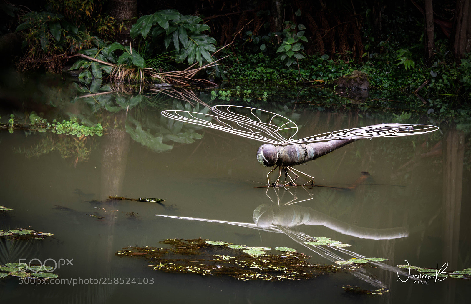 Nikon D5200 sample photo. Tamborine mountain botanic garden photography