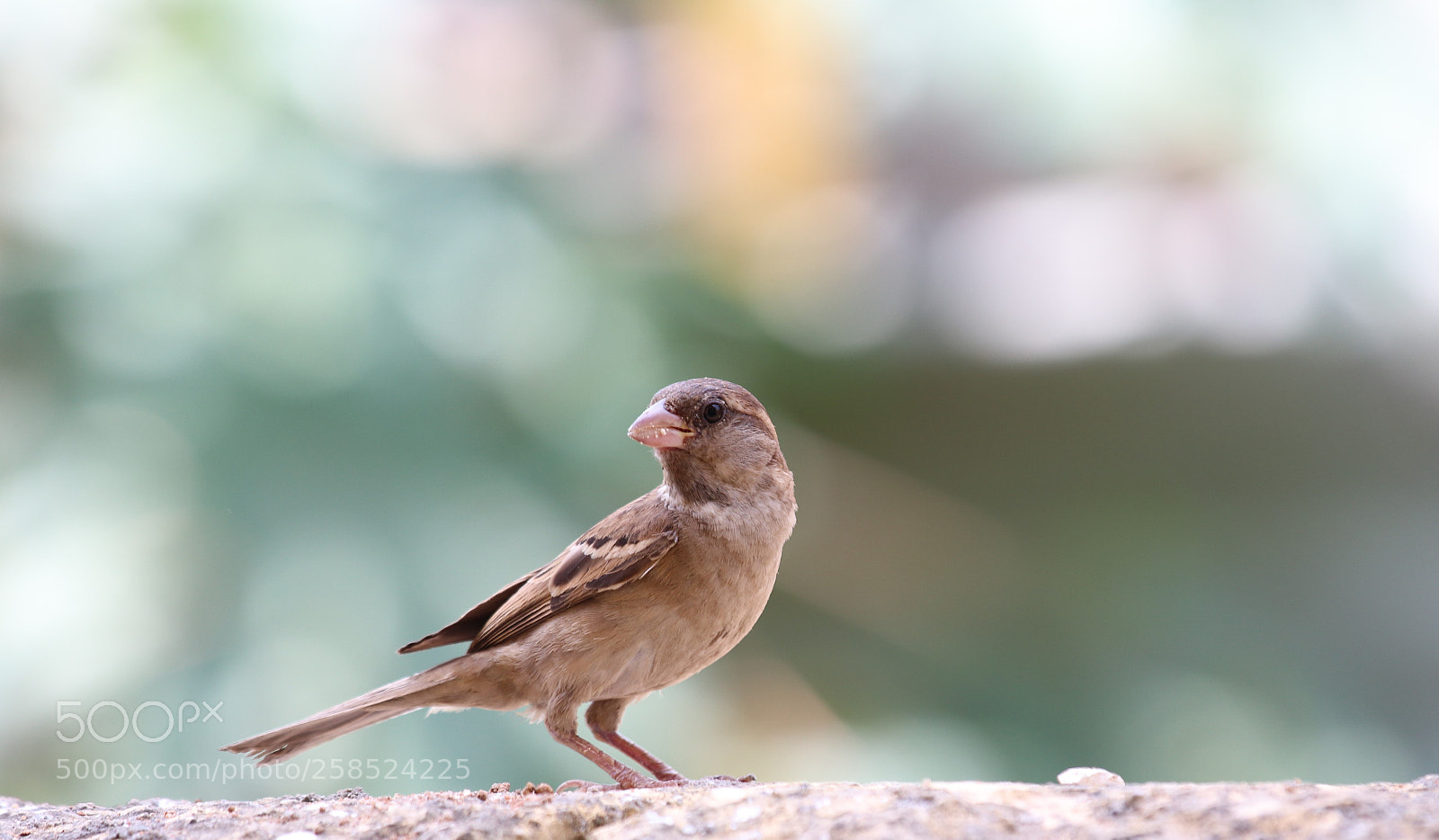Canon EOS 77D (EOS 9000D / EOS 770D) sample photo. Bird at home photography