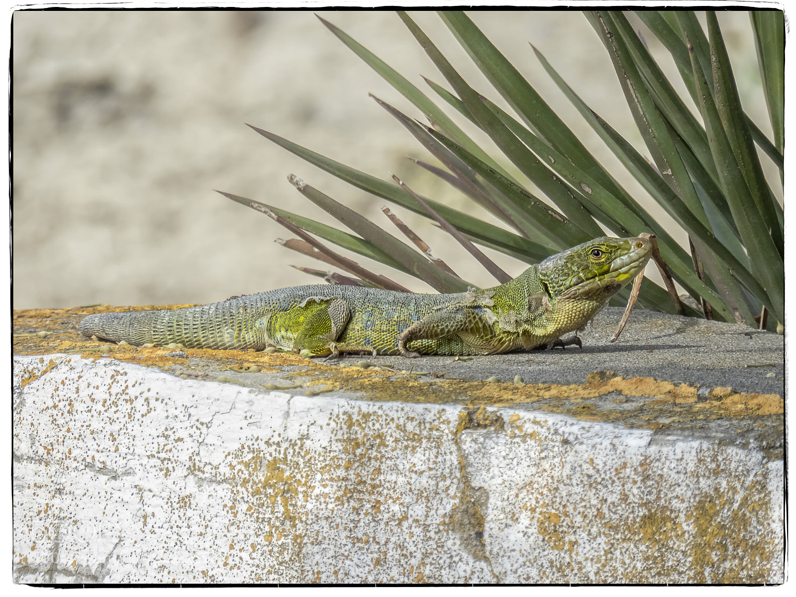 Canon PowerShot SX60 HS sample photo. Lagarto ocelado photography