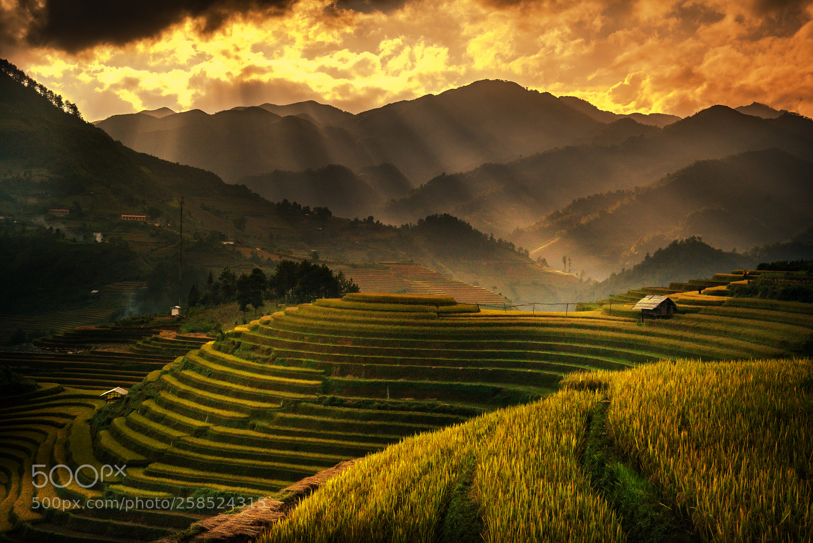 Nikon D800E sample photo. Vietnam , rice terrace photography