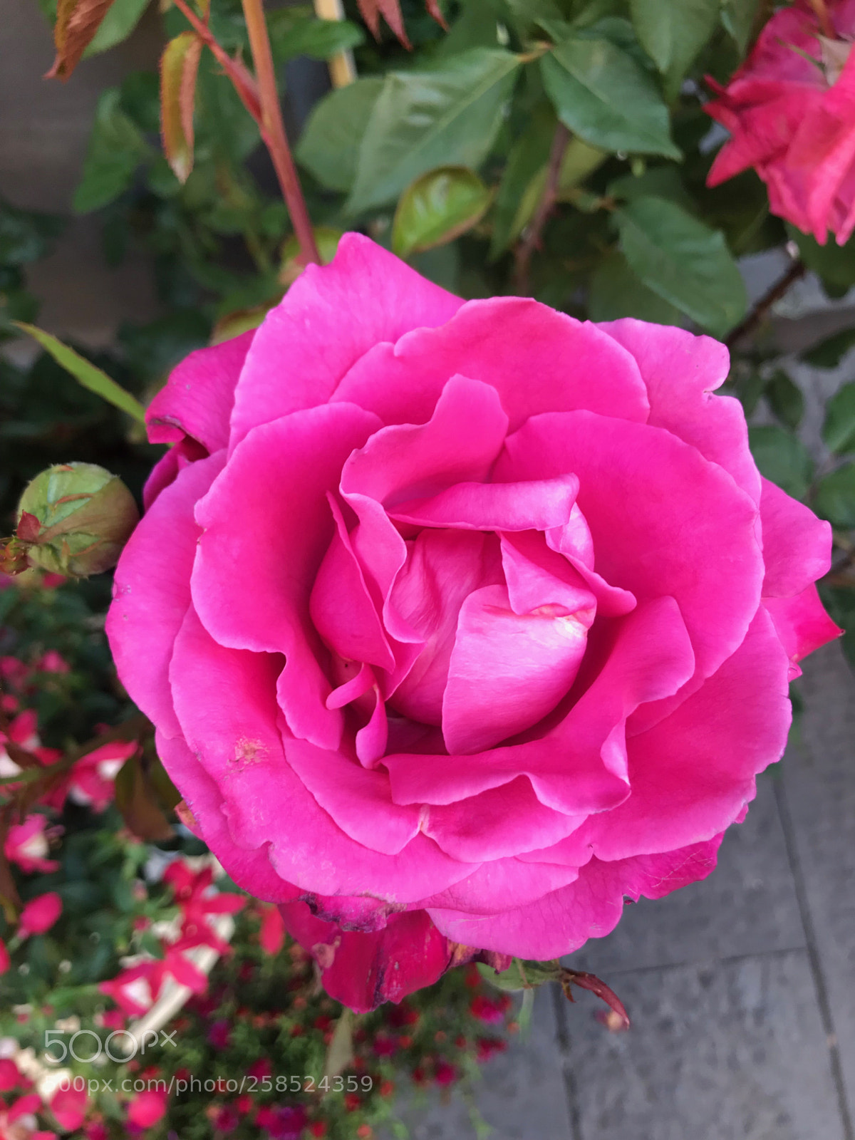 Apple iPhone 7 Plus sample photo. Chiavari in fiore photography