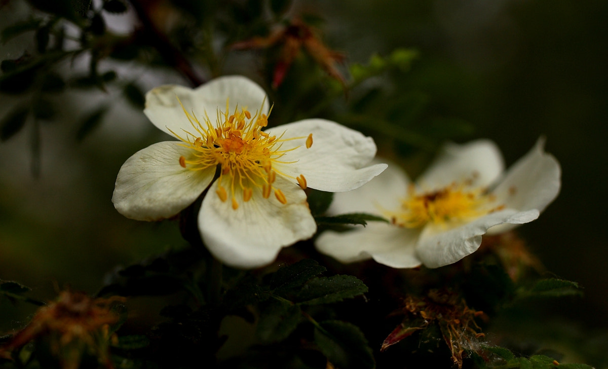 Canon EOS 6D sample photo. 副本 photography