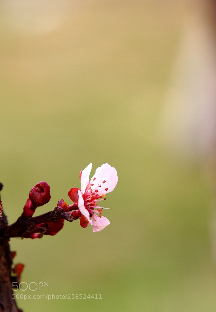 Canon EOS 6D + Canon EF 24-105mm F4L IS USM sample photo. 副本 photography