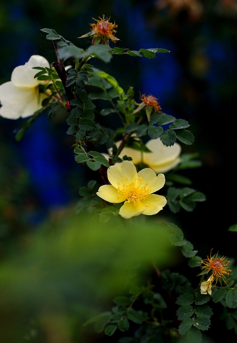 Canon EF 35mm F1.4L II USM sample photo. 副本 photography