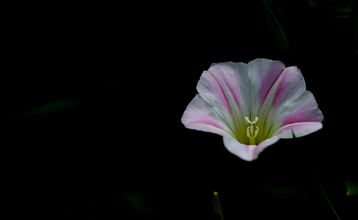 Canon EF 35mm F1.4L II USM sample photo. 副本 photography