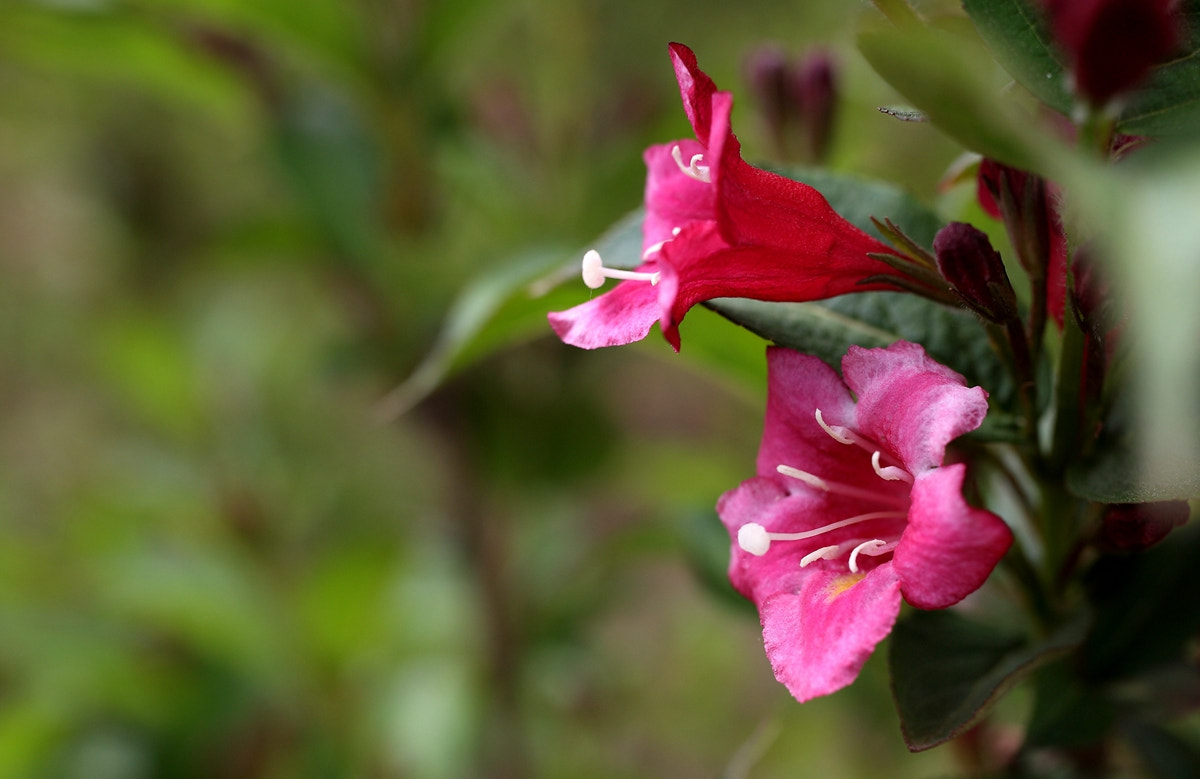 Canon EOS 6D + Canon EF 35mm F1.4L II USM sample photo. 副本 photography