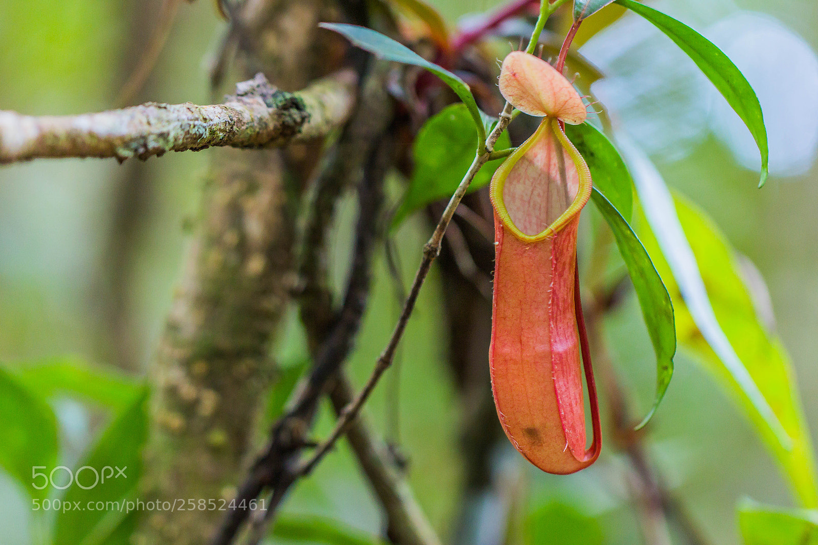 Canon EOS 60D sample photo. "trap suspended" photography