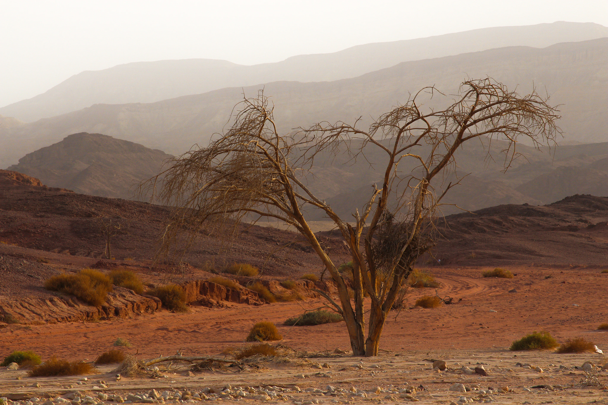 Canon EOS 700D (EOS Rebel T5i / EOS Kiss X7i) sample photo. Desert dusk photography