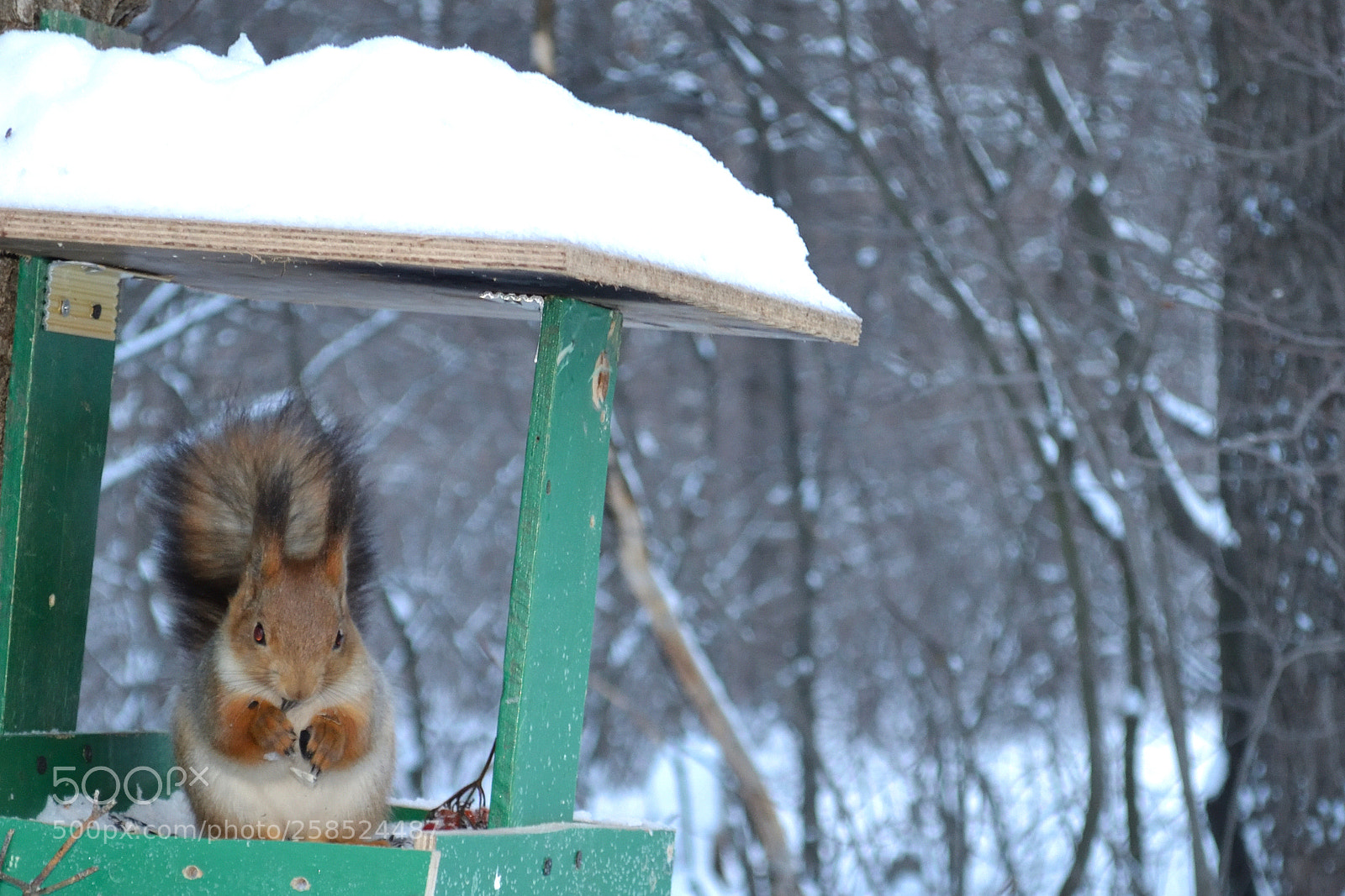 Nikon D3100 sample photo. Winter breakfast photography