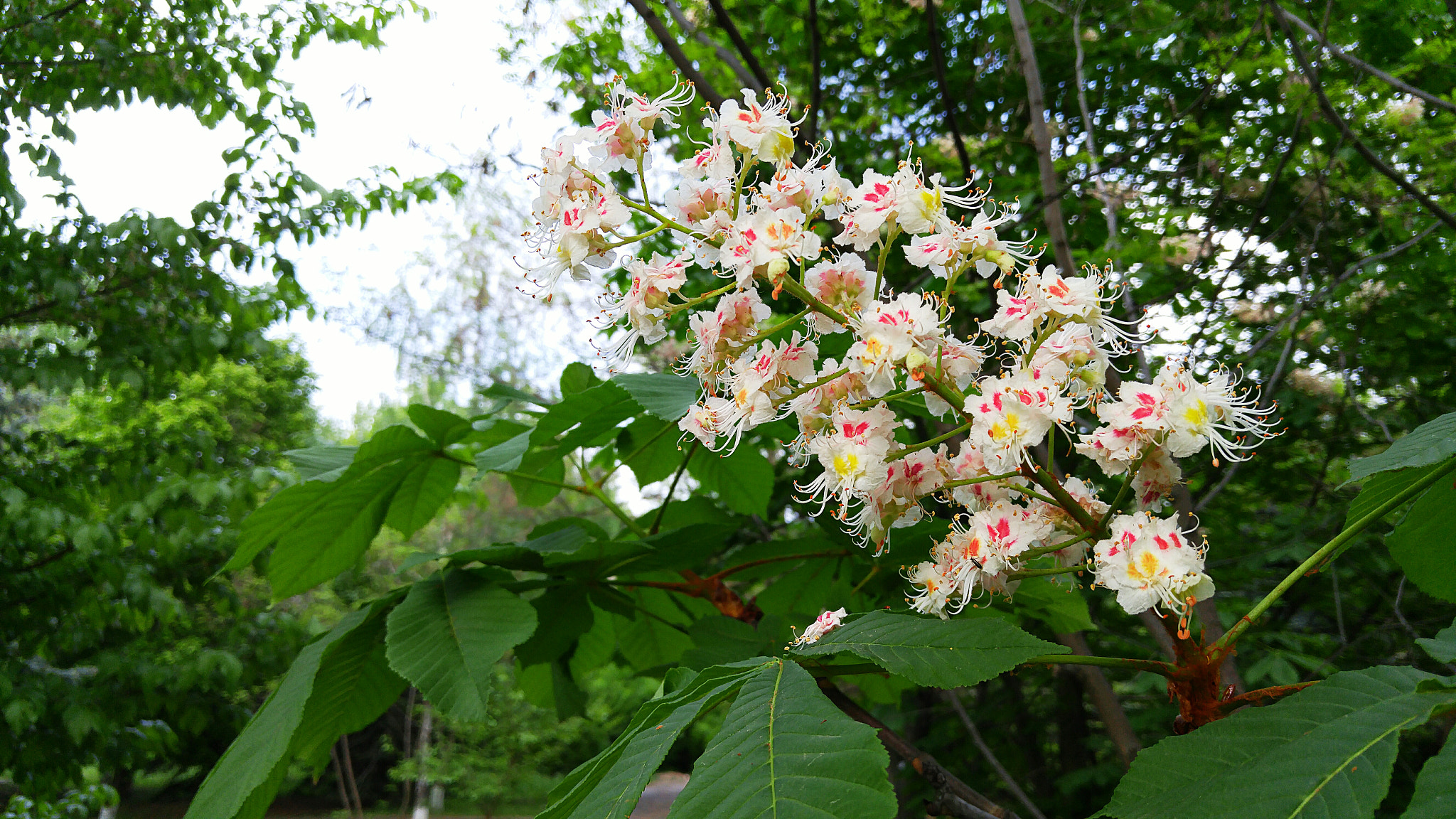 LG H818P sample photo. Chestnut flowering photography