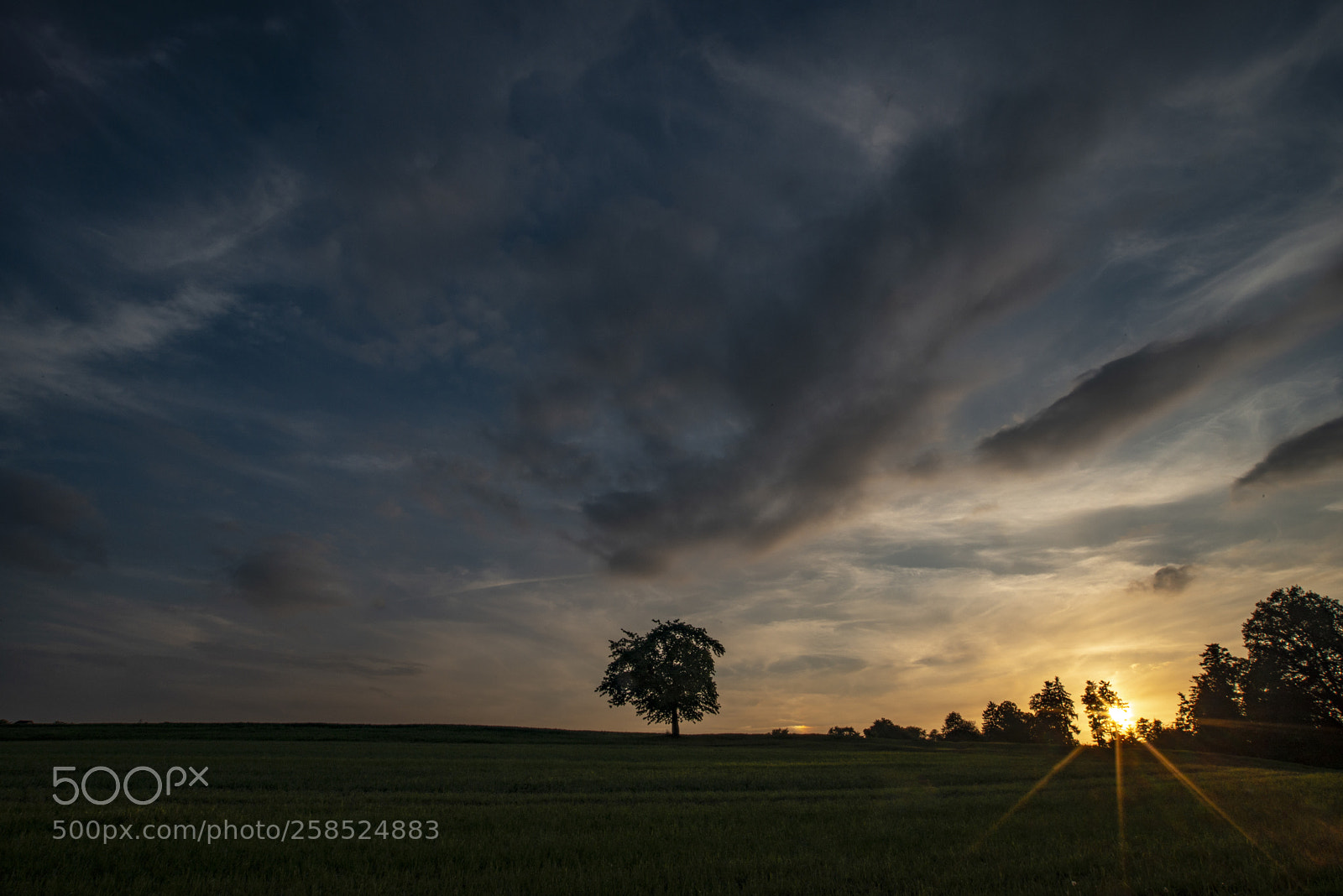 Nikon D800 sample photo. May sunset tree photography