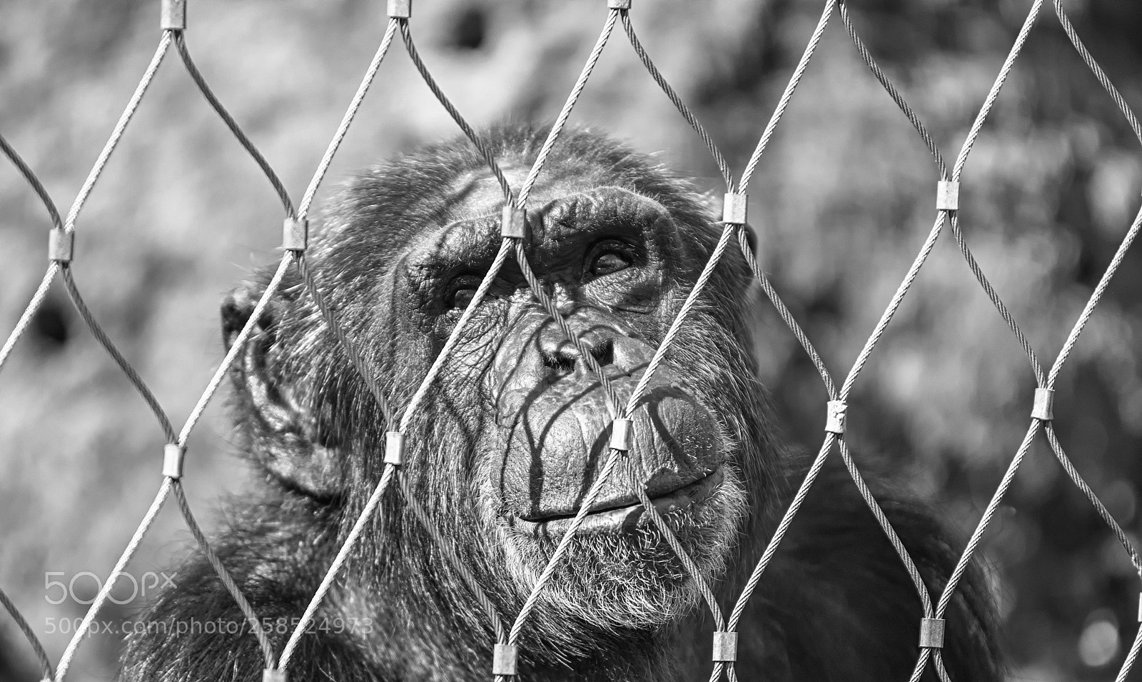 Nikon D7200 sample photo. Thoughts are free photography