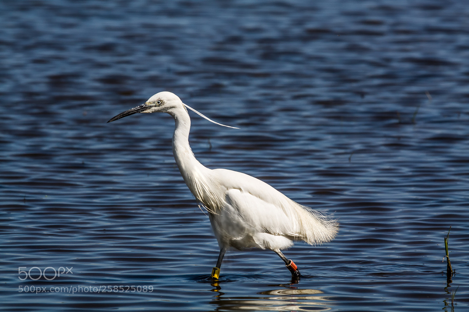Canon EOS 450D (EOS Rebel XSi / EOS Kiss X2) sample photo. Little egret photography