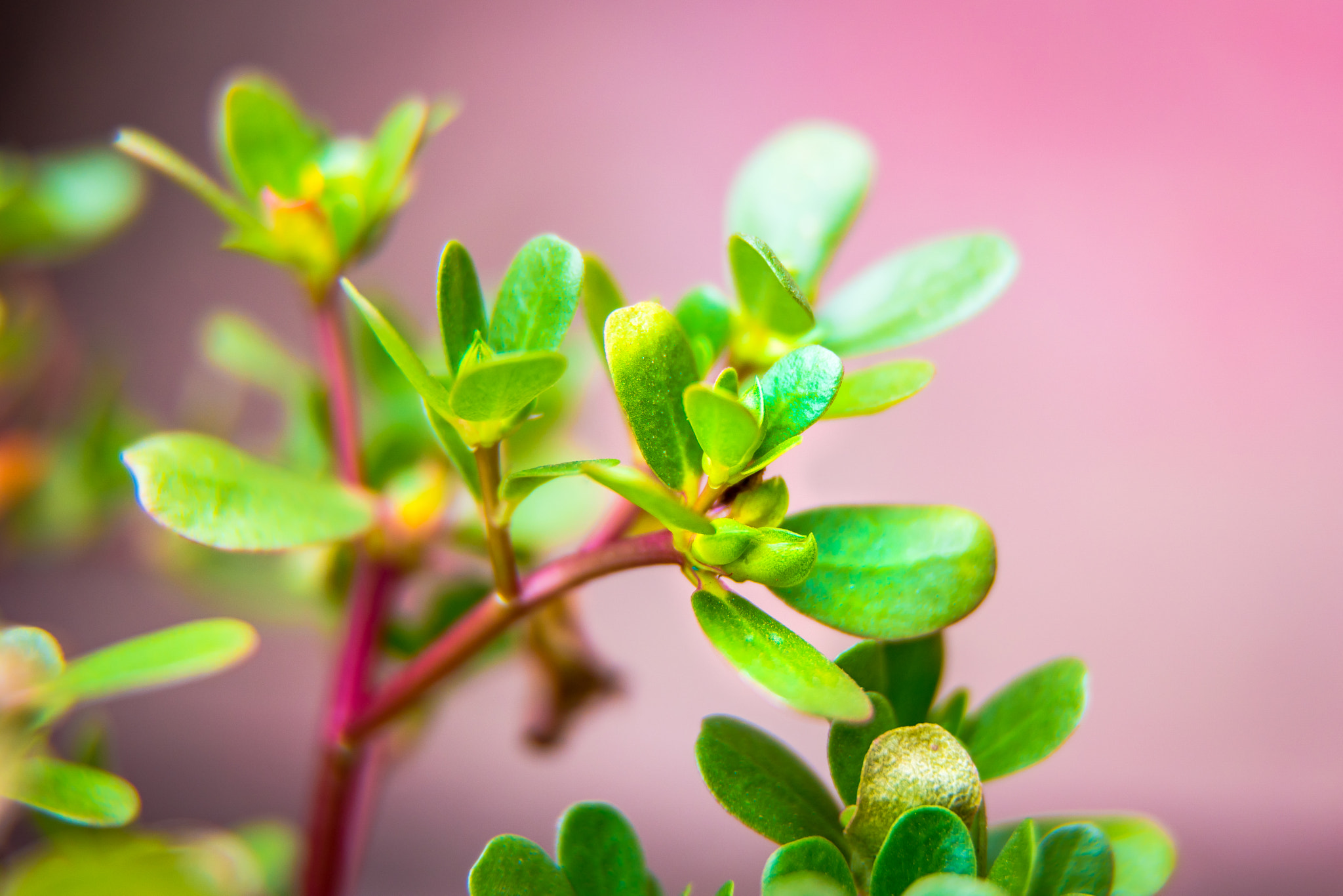 Samsung NX1 sample photo. Green leaves, red stems photography