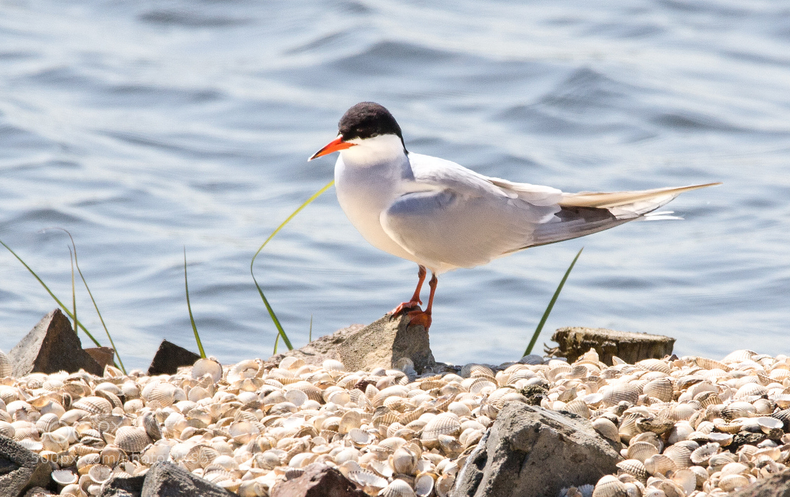 Canon EOS 450D (EOS Rebel XSi / EOS Kiss X2) sample photo. Common tern photography