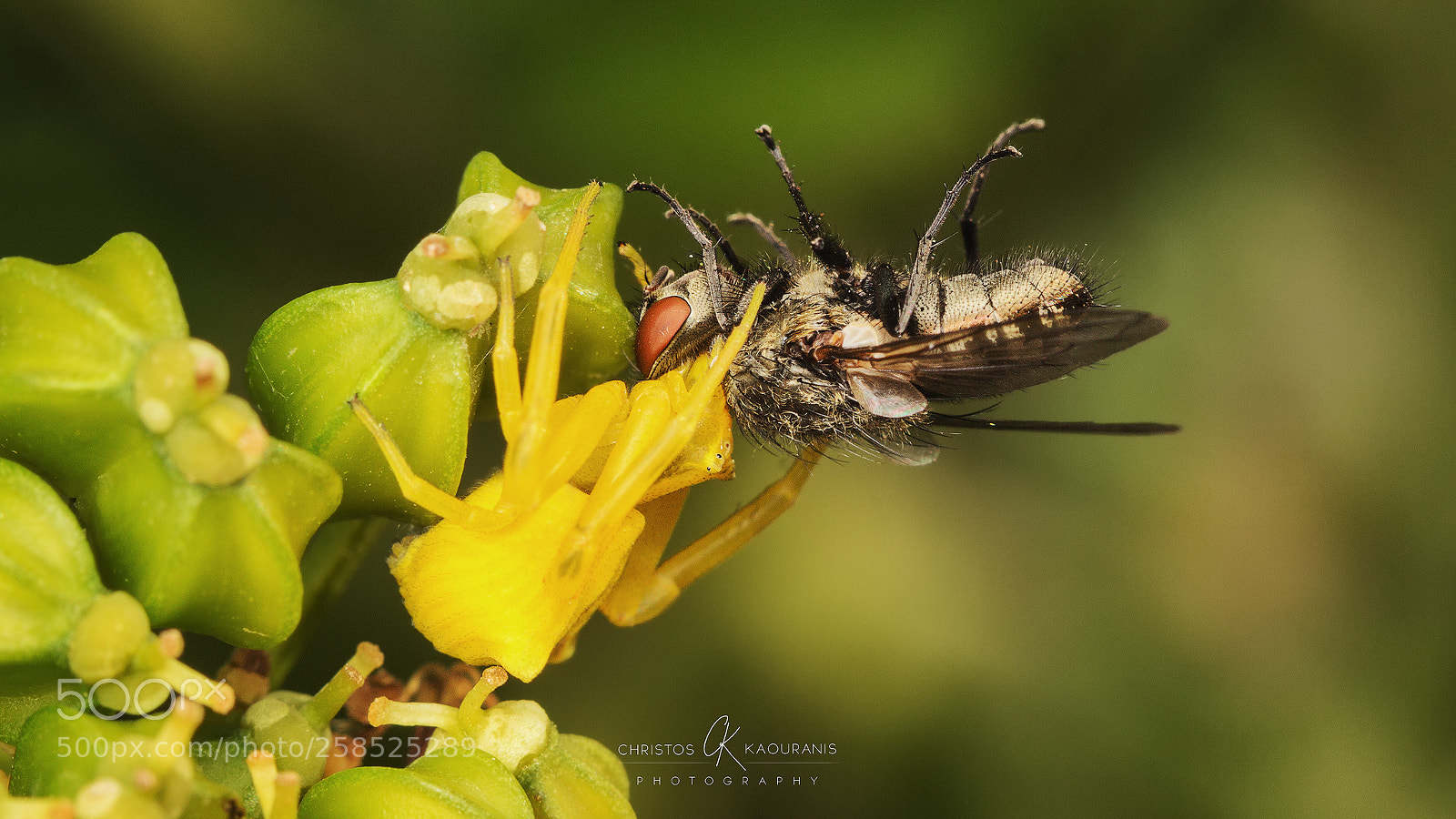 Canon EOS 600D (Rebel EOS T3i / EOS Kiss X5) sample photo. The deadly kiss photography