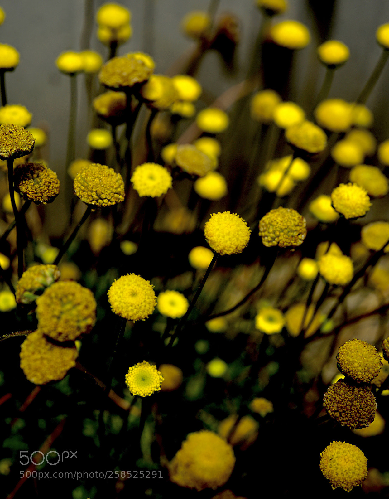 Sony a7 II sample photo. The gold in shadow. photography