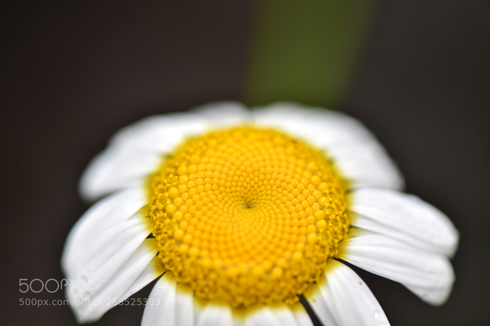 Nikon D4S sample photo. Untitled photography
