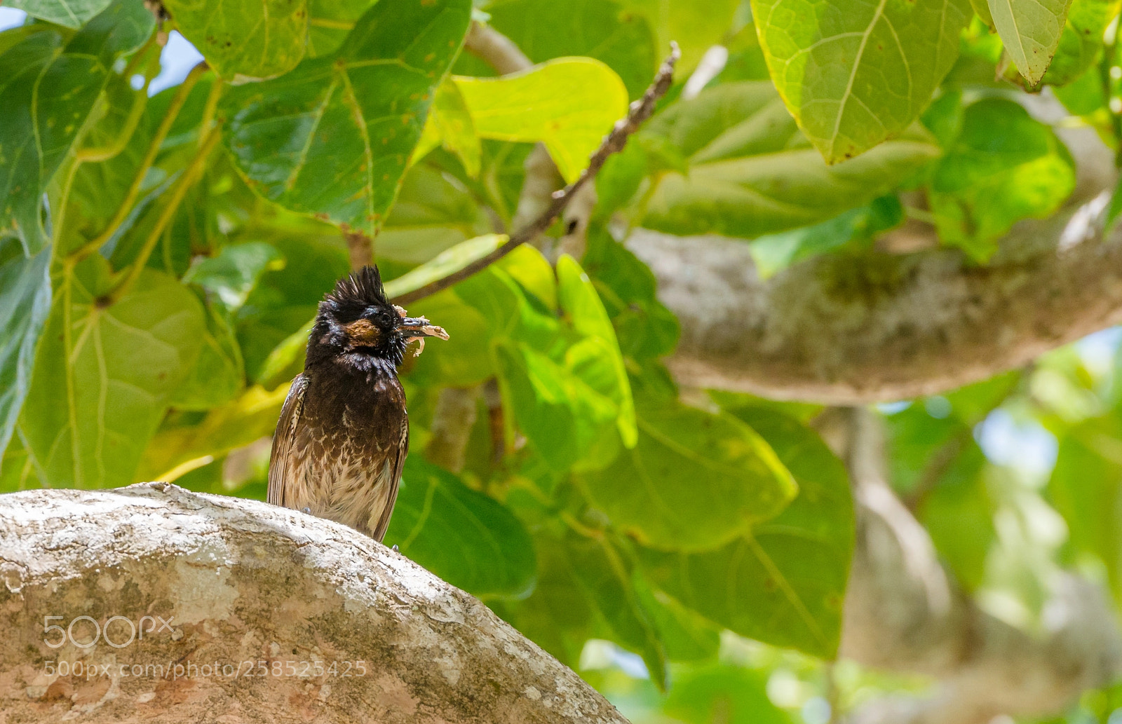 Nikon D7100 sample photo. Red-vented bulbul with gecko photography