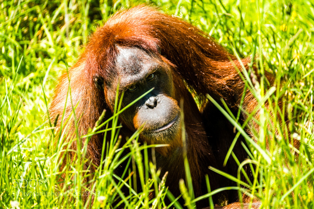 Fujifilm X-Pro2 sample photo. Sumatran orangutan. photography