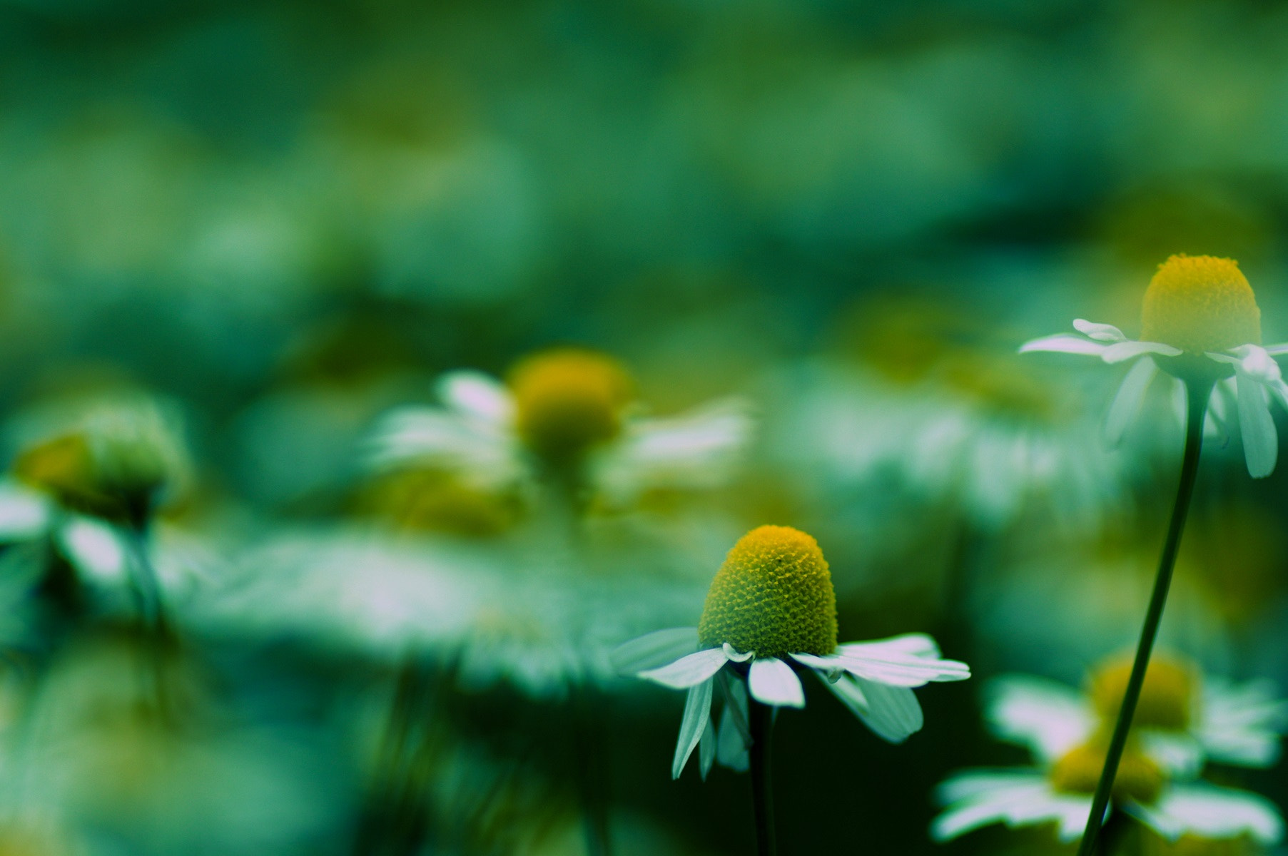 Pentax K-3 II + Pentax smc D-FA 100mm F2.8 Macro WR sample photo. Vagueness photography