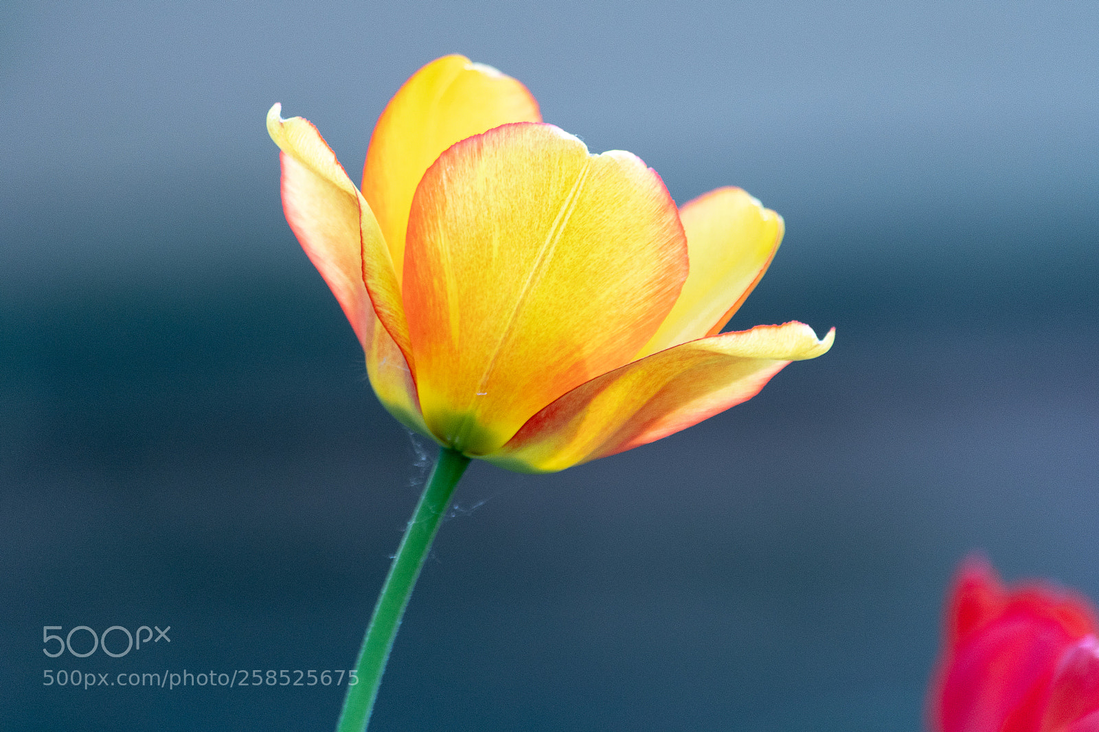 Nikon D500 sample photo. Flower 1 photography