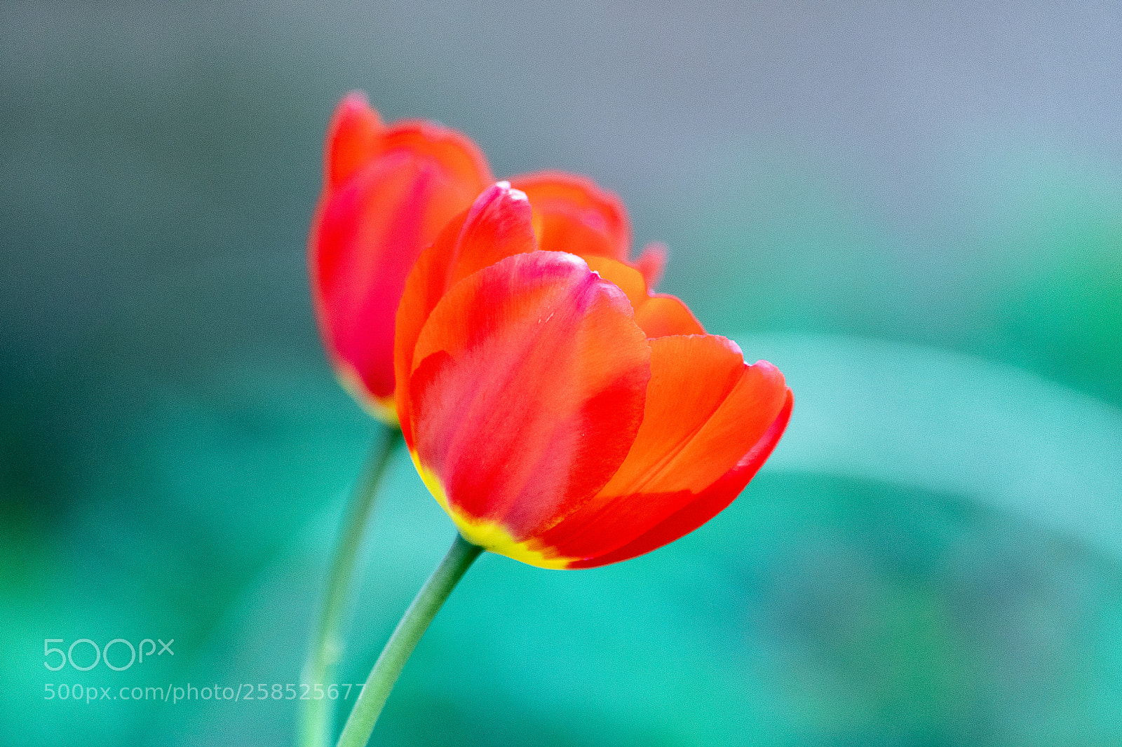 Nikon D500 sample photo. Flower 2 photography