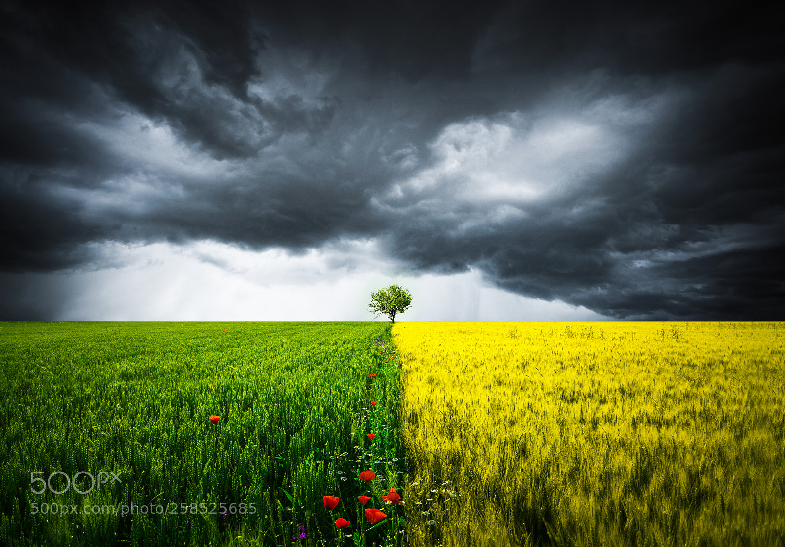 Nikon D810 sample photo. Lone tree photography