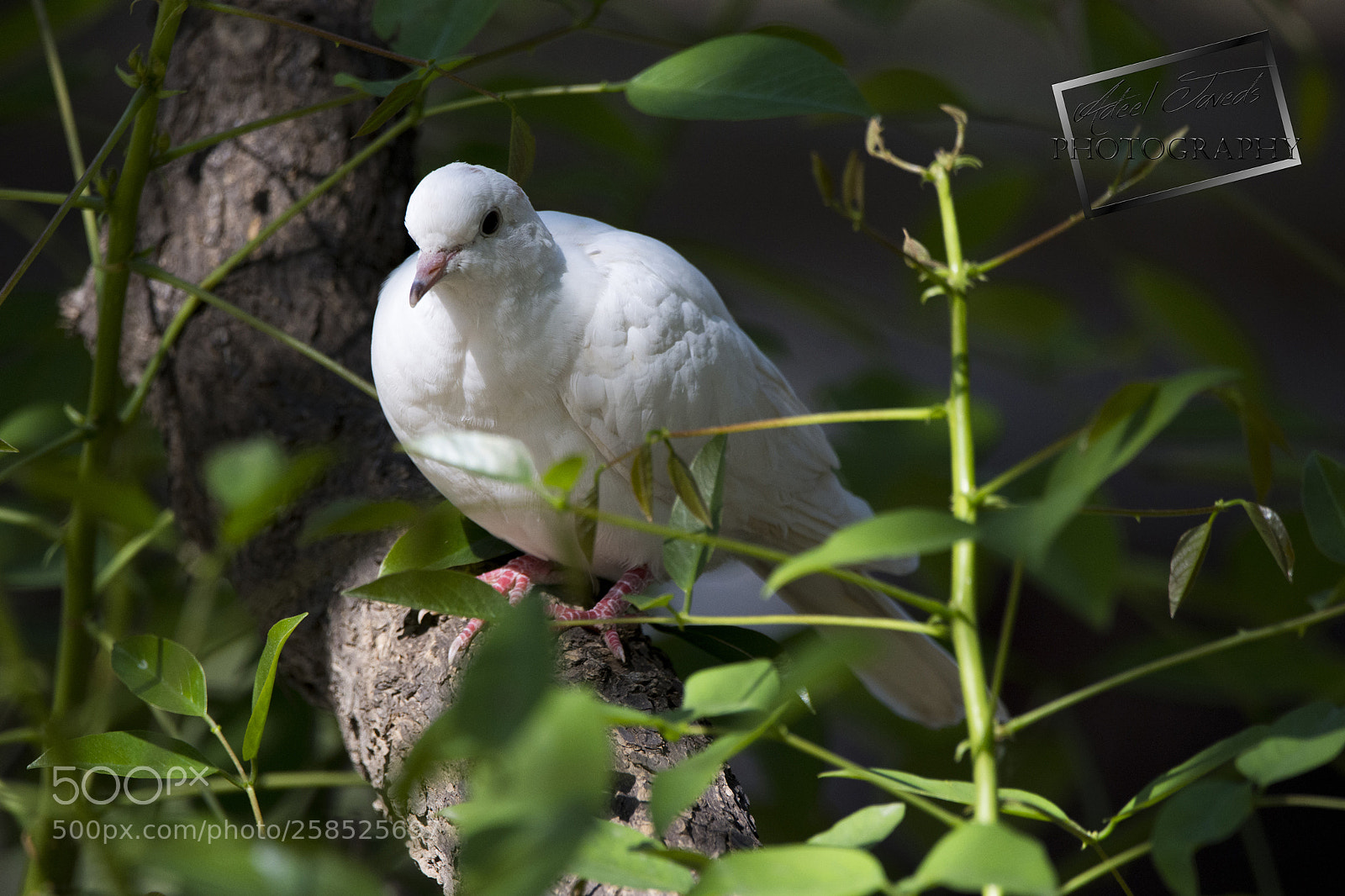 Nikon D7200 sample photo. Pegion photography