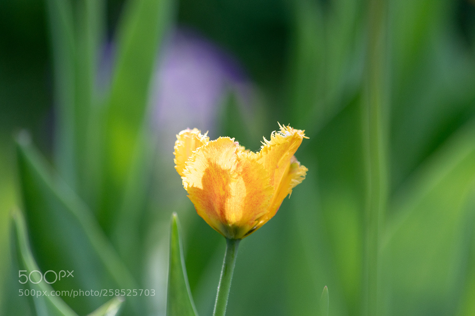 Nikon D500 sample photo. Flower 3 photography