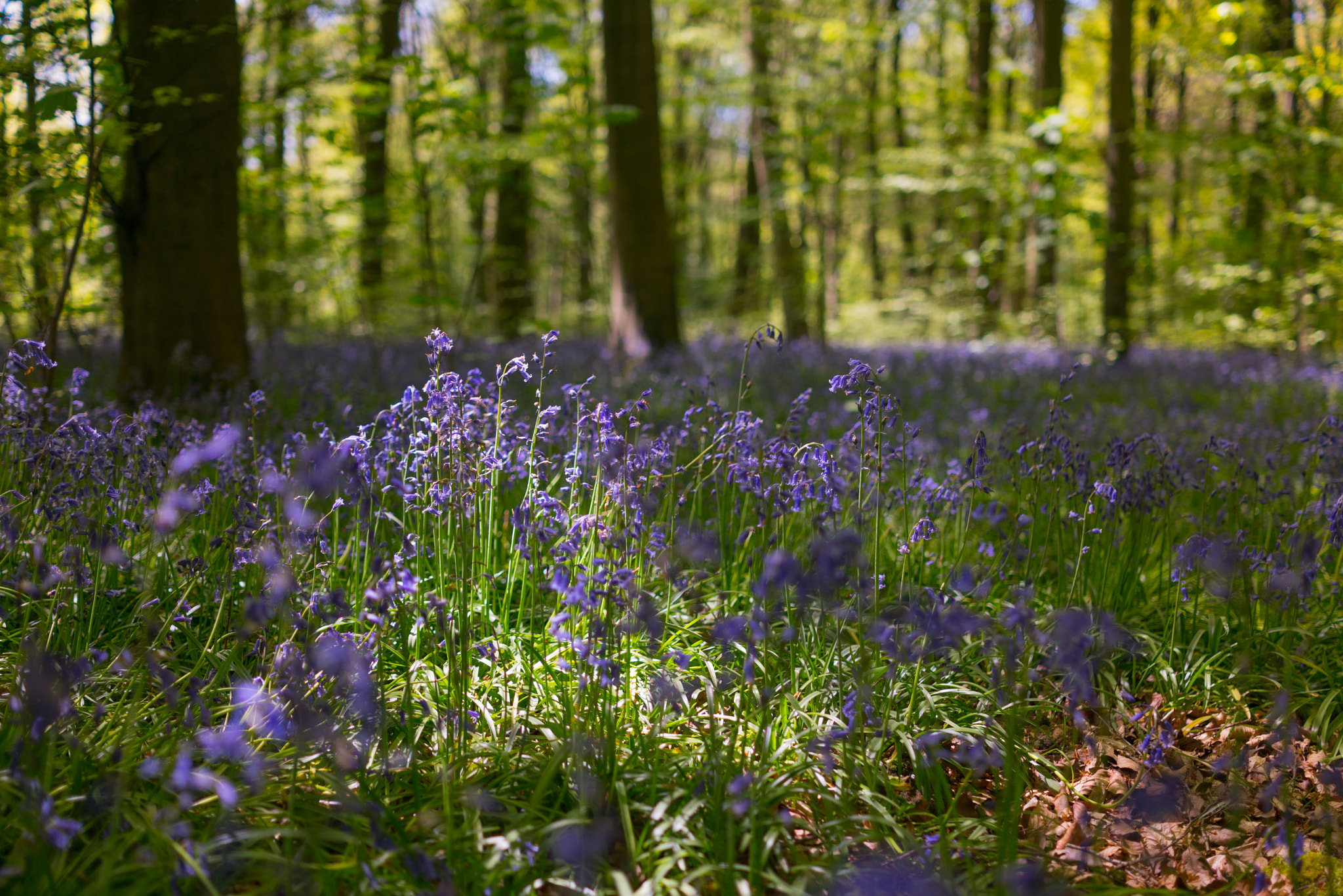 Sony Cyber-shot DSC-RX1R II sample photo. Bluebells in focus at micheldever woods, hampshire photography