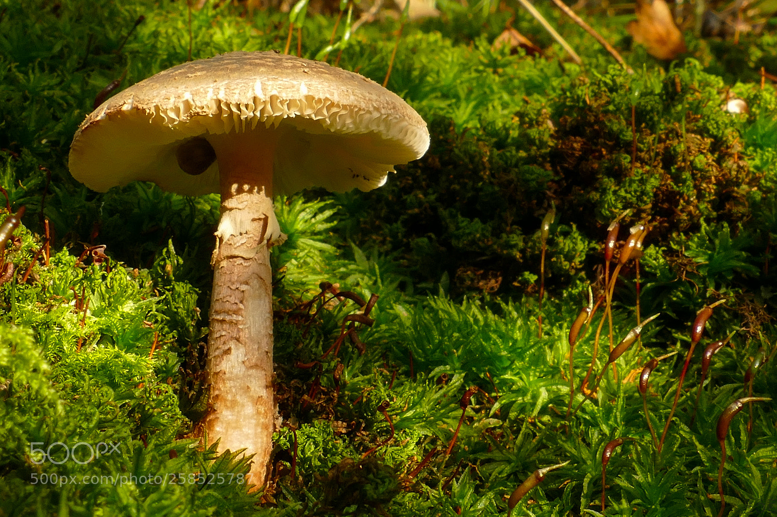 Panasonic Lumix DMC-FZ1000 sample photo. Mushroom photography
