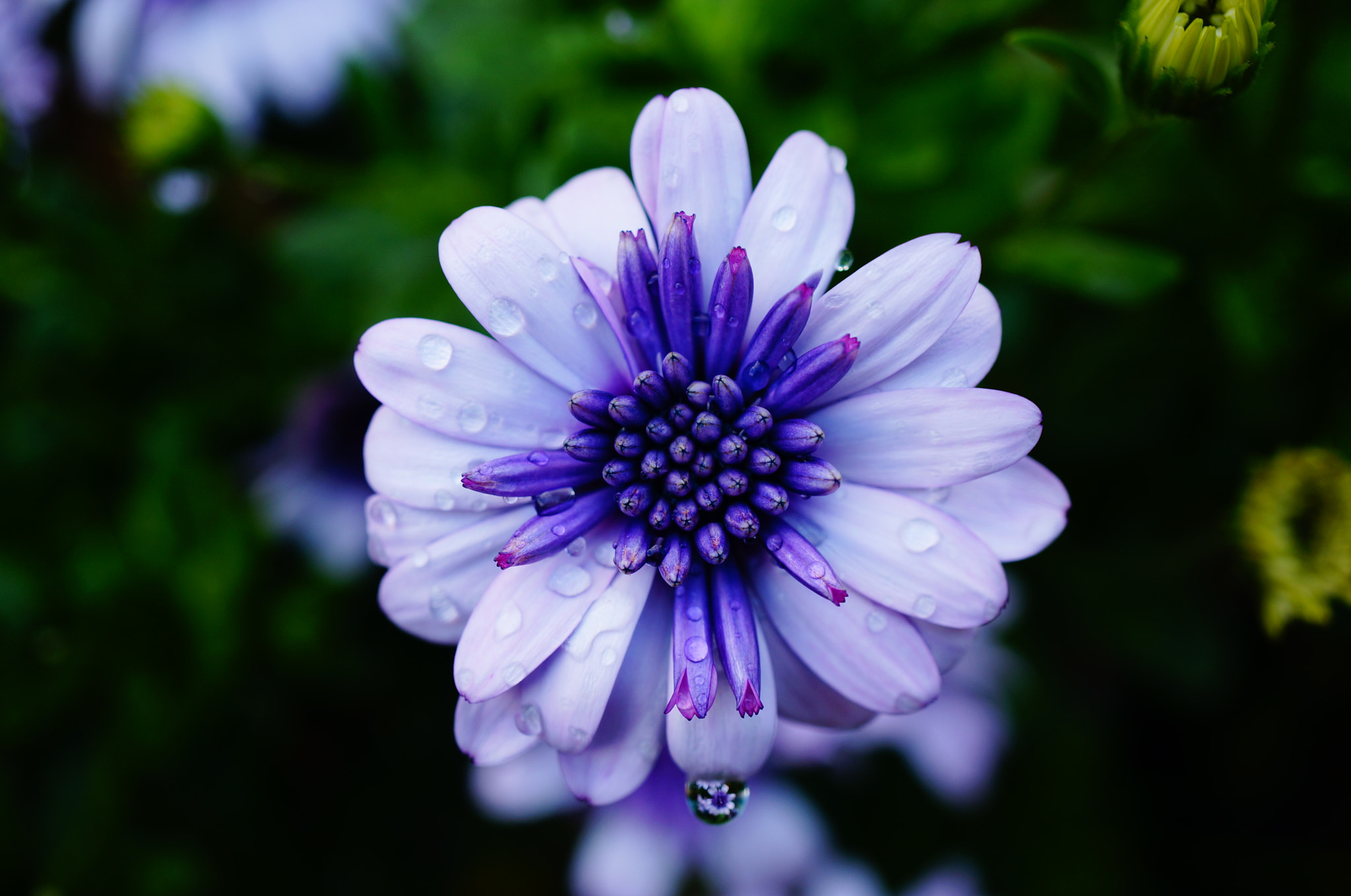 Sony Alpha NEX-5T sample photo. After watering the garden photography