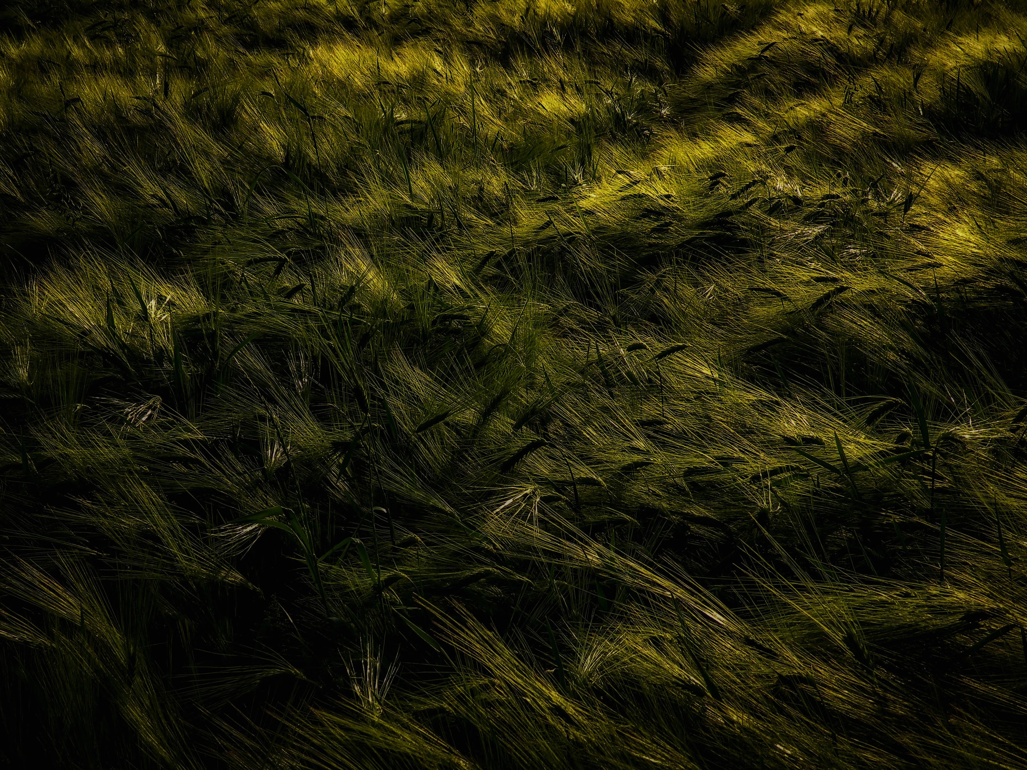 Nikon Coolpix P80 sample photo. Wheatgrass in serbia photography