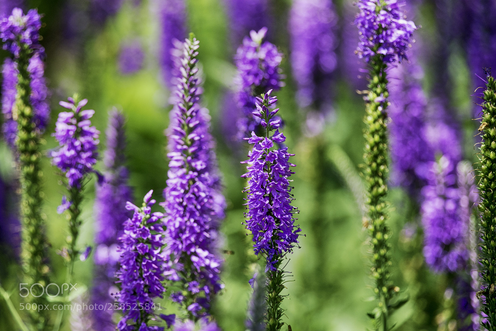 Nikon D610 sample photo. Purple flowers photography