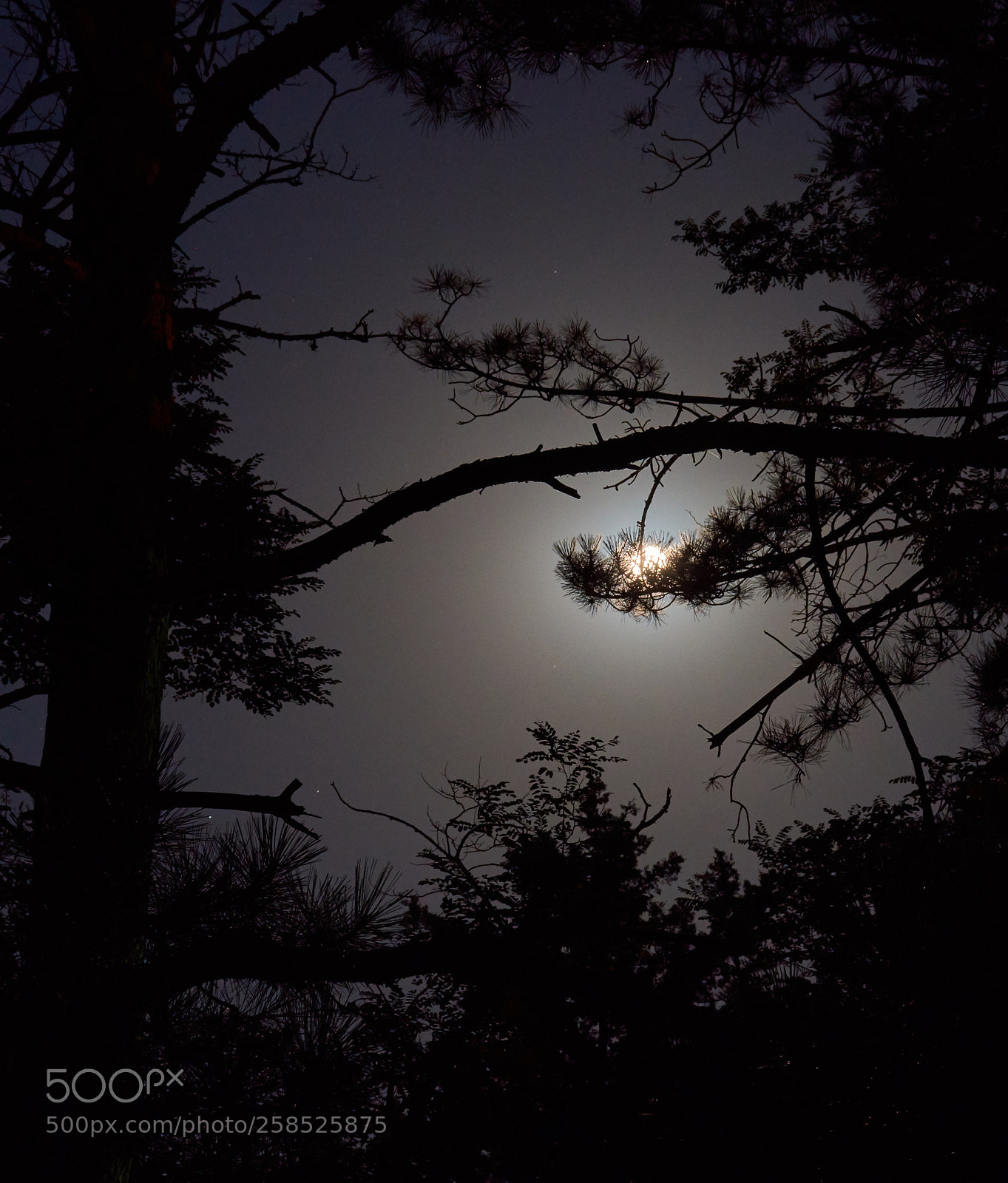 Nikon D7200 sample photo. Moonlight tree photography
