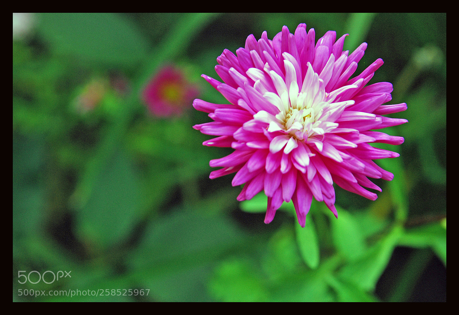 Nikon D80 sample photo. Flower photography