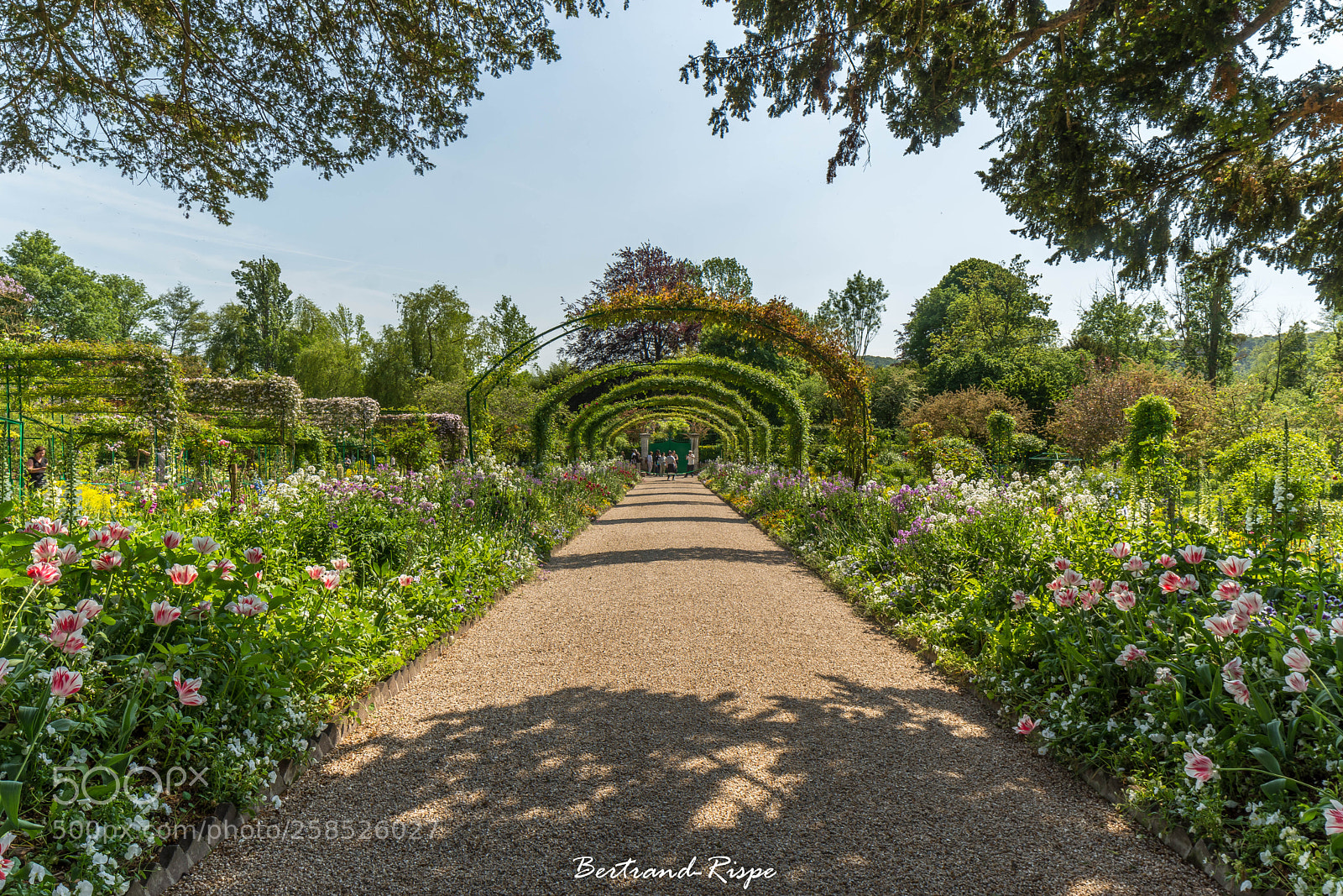 Nikon D7200 sample photo. Chemin en fleurs photography