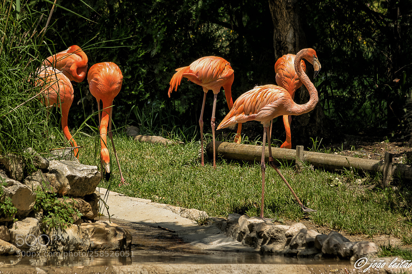 Nikon D3300 sample photo. Lovely birds photography