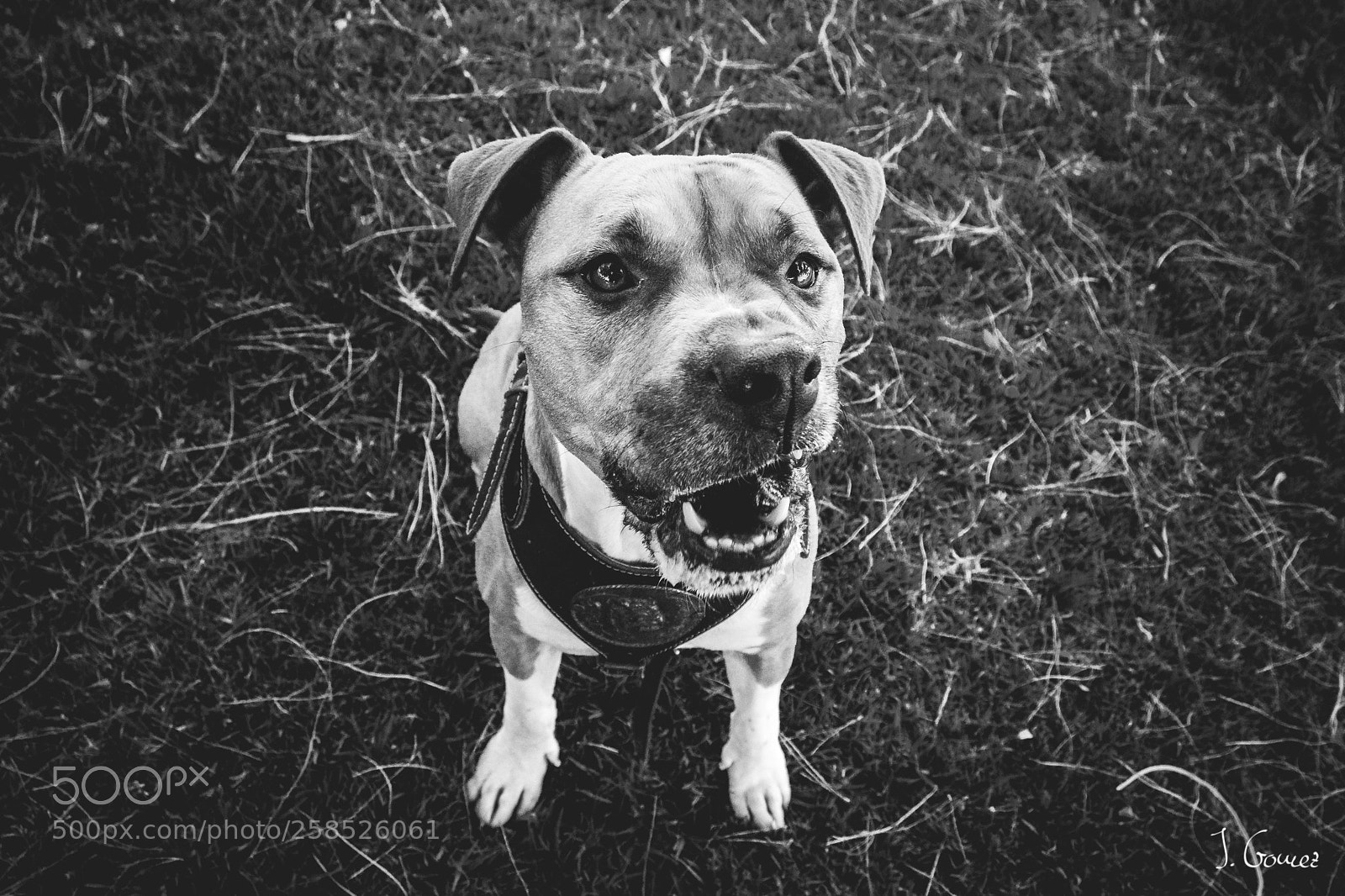 Canon EOS 80D sample photo. Img photography