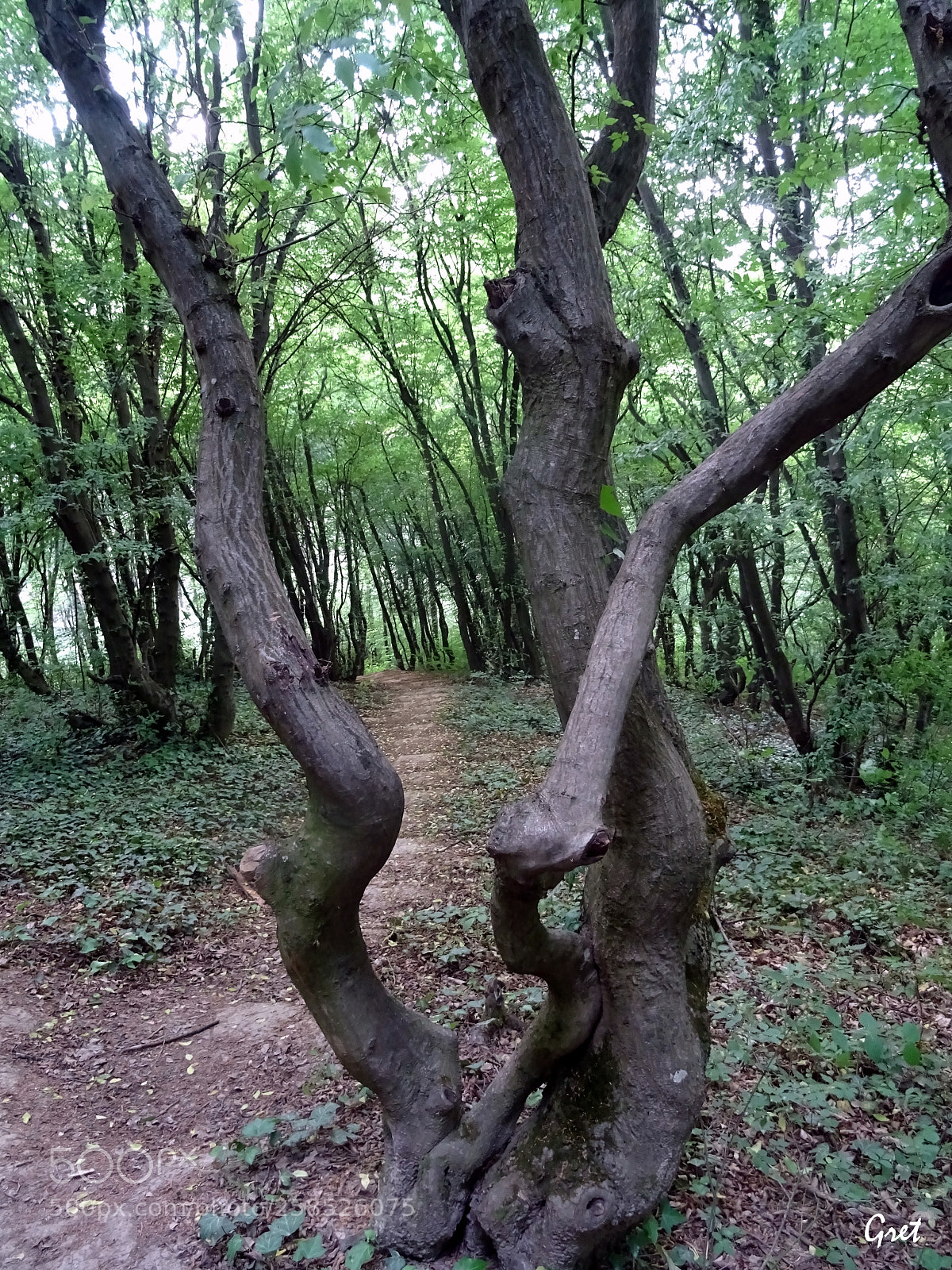 Sony DSC-HX60 sample photo. Interesting trees photography