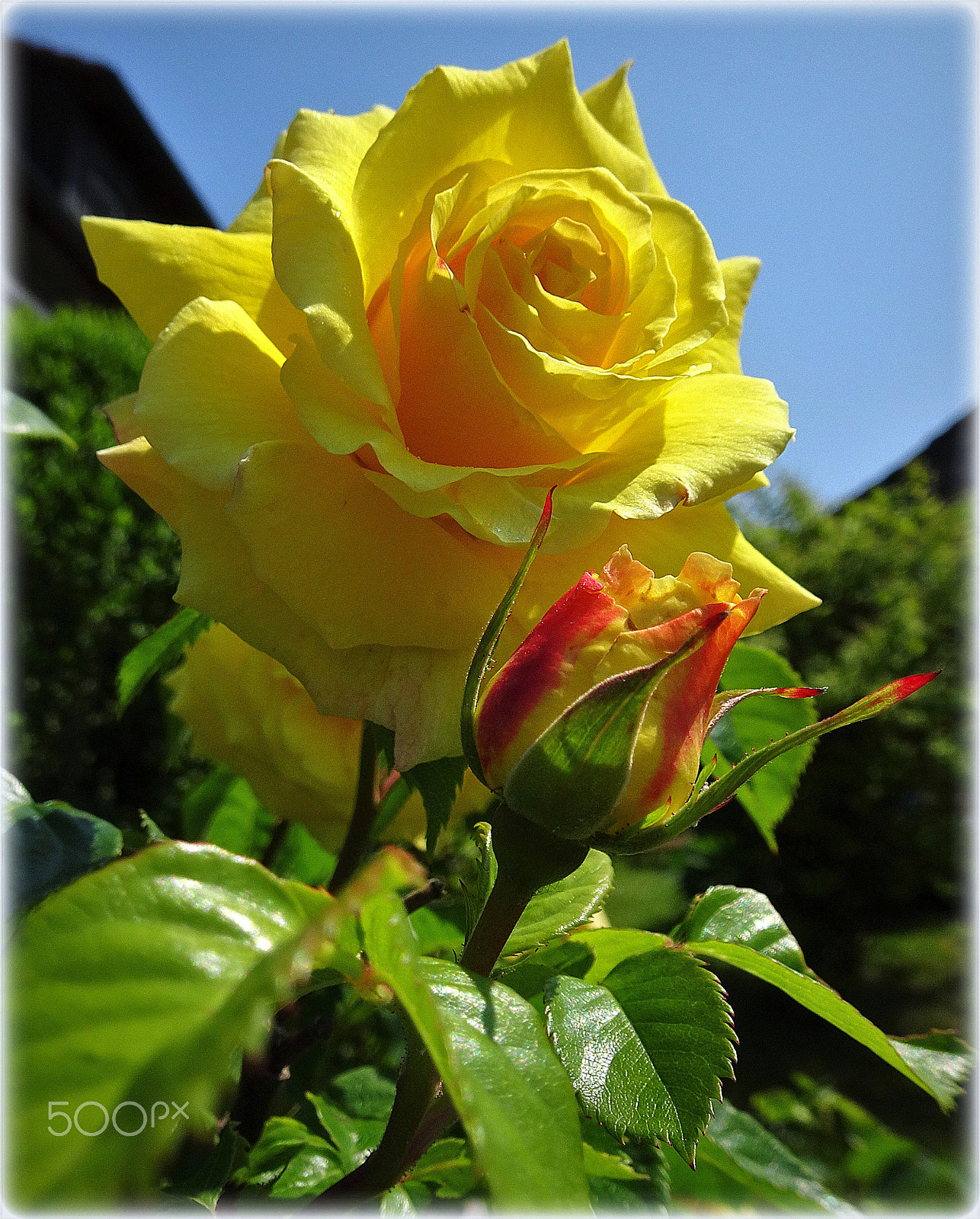 Sony Cyber-shot DSC-HX80 sample photo. "yellow rose" photography