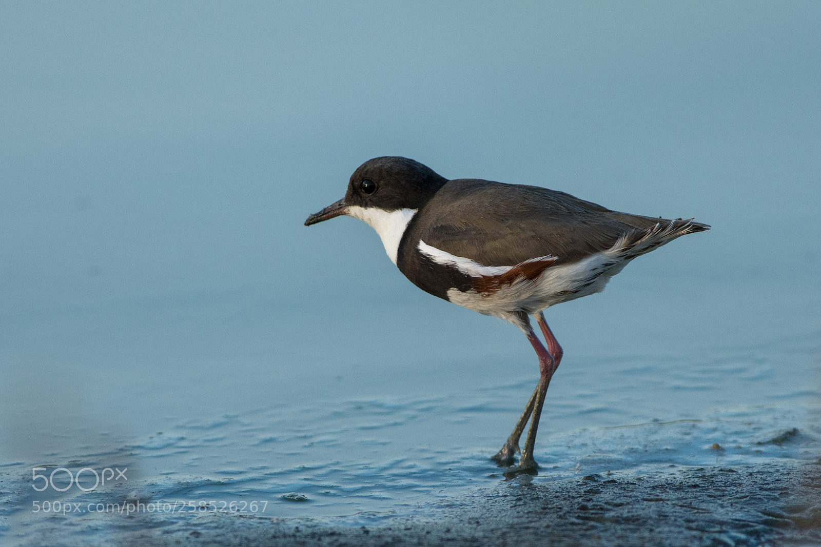 Nikon D500 sample photo. Red-kneed dotterel photography