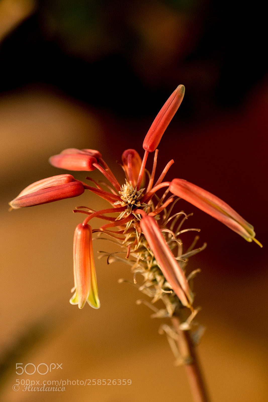 Nikon D5300 sample photo. Bloom spring photography