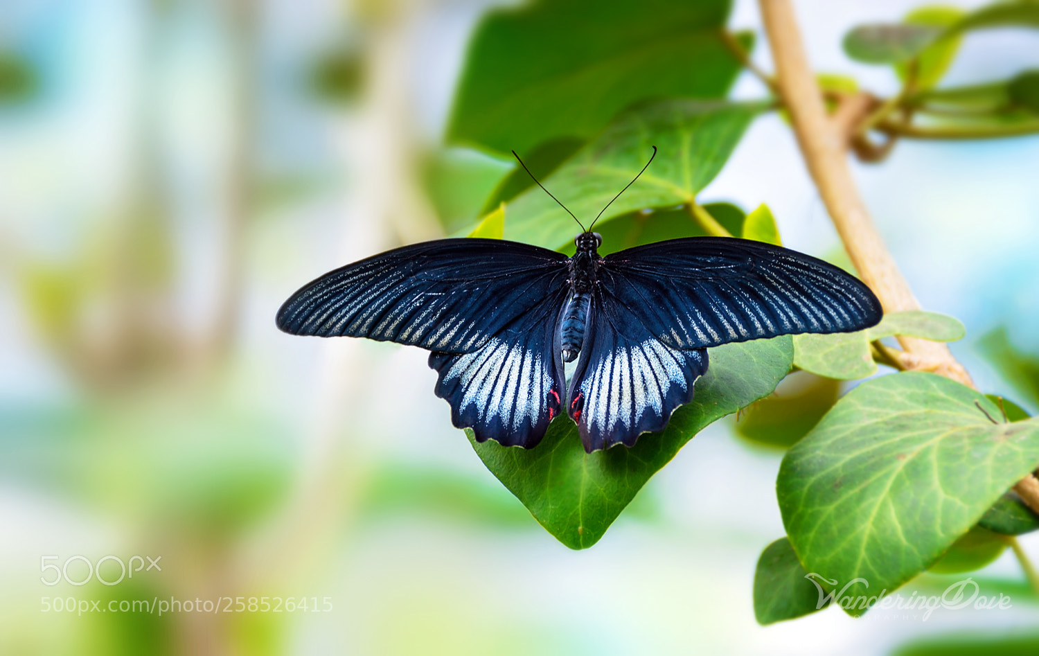Nikon D3200 sample photo. Spread wings photography
