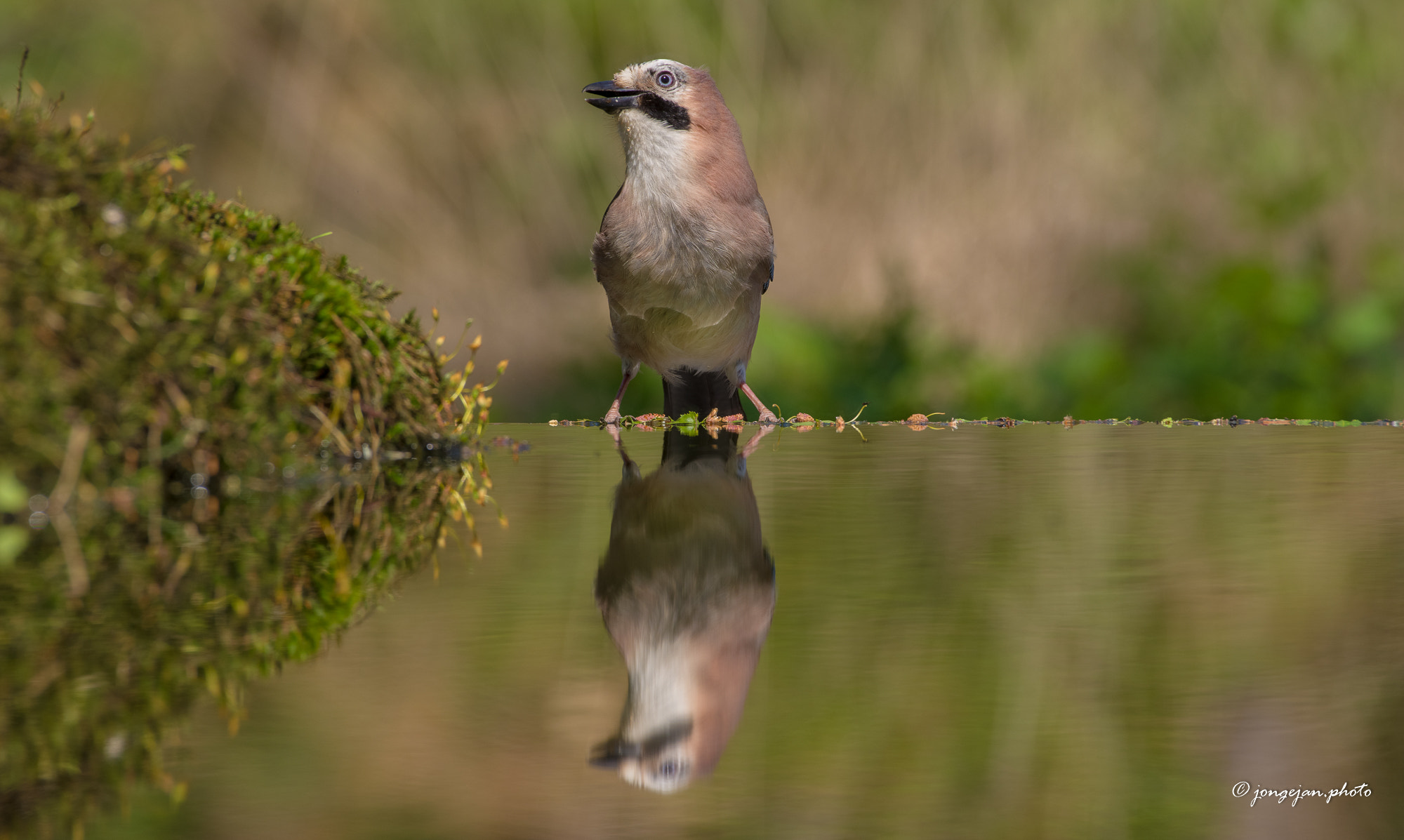 Pentax K-1 Mark II sample photo. Jay photography