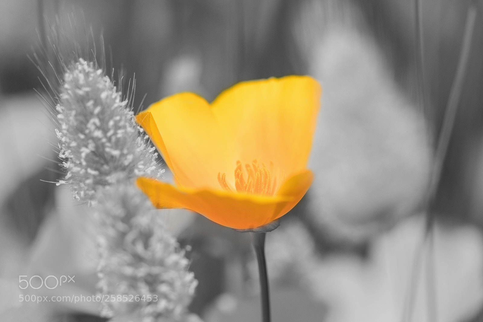 Canon EOS 80D sample photo. Untitled photography